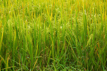 large area of rice seedlings growing fields in Sri Lanka