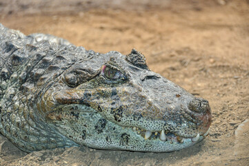 Head of a crocodile resting on the ground