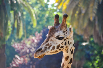 Head of a giraffe up close
