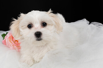 Cachorro de Bichón Maltés tumbado.