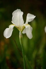 Iris in bloom during spring