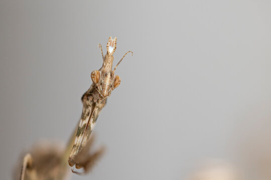 Portrait of conehead mantis, mantis native to the Middle East.
