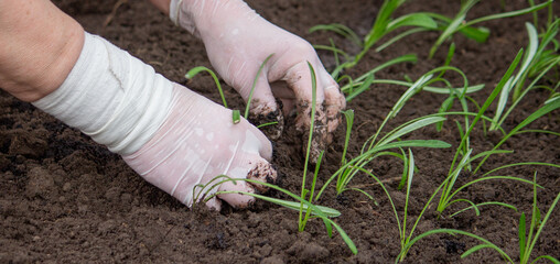 close-up of a female farmer planting flower seedlings