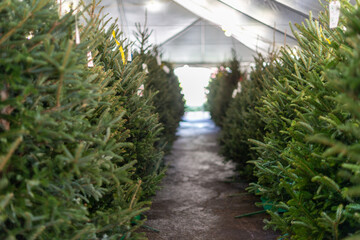 Traditional evergreen Christmas trees displayed for sale at a market. The rows of trees for sale on the farm have been harvested or cut for the Christmas season. The lush green fir trees are thick.