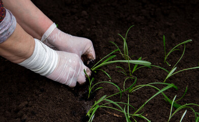 close-up of a female farmer planting flower seedlings