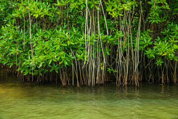 mangrove biome mangrove forest or mangal