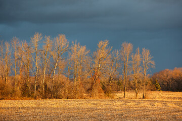 Trees highlighted by a golden sun under a dark sky