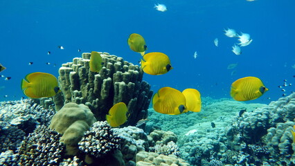 Fototapeta na wymiar Masked butterflyfish. Fish - a type of bone fish Osteichthyes. Butterfly fish Chaetodontidae. Masked butterfly fish. Butterfly fish in a mask is a typical endemic of the Red Sea. 