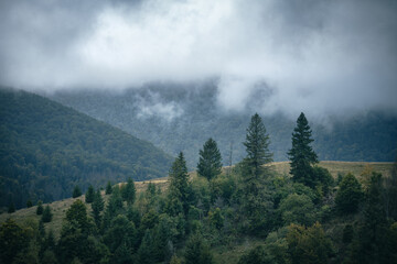 Fog over spruce trees forest. Mountain hills with clouds on an autumn rainy day.
