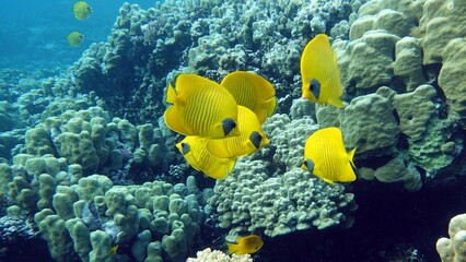Masked butterflyfish. Fish - a type of bone fish Osteichthyes. Butterfly fish Chaetodontidae. Masked butterfly fish.
Butterfly fish in a mask is a typical endemic of the Red Sea.
