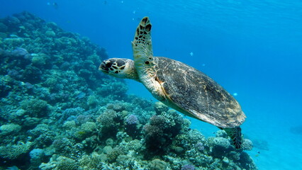 Obraz na płótnie Canvas Hawksbill sea turtle (CR species) Hawksbill Turtle - Eretmochelys imbricata.