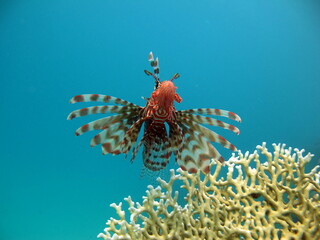 Lion Fish in the Red Sea in clear blue water hunting for food .