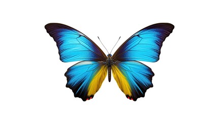 Obraz premium Turquoise butterfly isolated on white background. Butterfly isolated on white background