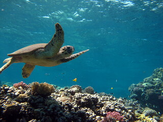 Naklejka na ściany i meble Hawksbill sea turtle (CR species) Hawksbill Turtle - Eretmochelys imbricata.