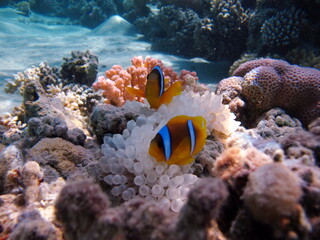 Fototapeta na wymiar Clown fish amphiprion (Amphiprioninae). Red sea clown fish. 