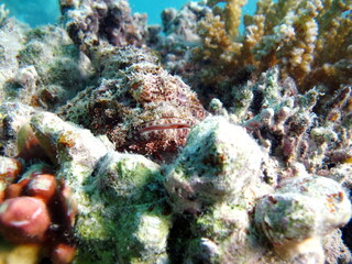 Scorpionfish, Fish - type bone fish Osteichthyes, Scorpaenidae, Flathead scorpenopsis.