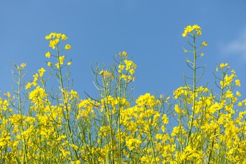 Rapeseed flower canola or colza in latin Brassica Napus