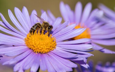bee or honeybee in Latin Apis Mellifera on blue flower