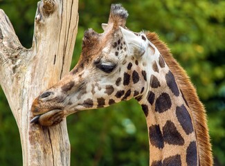 giraffe head on green background and tree trunk