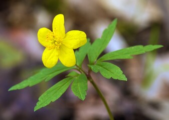 yellow anemone, buttercup anemone, Anemone ranunculoides