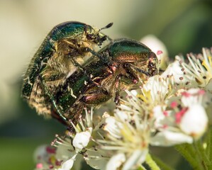 Green Rose Chafers, in latin Cetonia Aurata