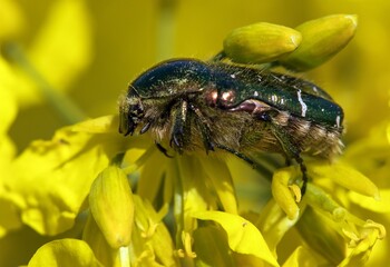 Green Rose Chafer, in latin Cetonia Aurata
