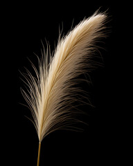 pampas grass isolated on black background, AI Generative.