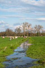 Fototapeta premium Wetlands and green farmland with grazing cattle around Diest, Brabant, Belgium