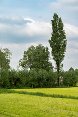 Green meadows and trees at the Flemish countryside around Stekene, Flemish Region, Belgium