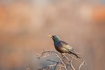 Common Starling (Sturnus vulgaris) perched on a branch.