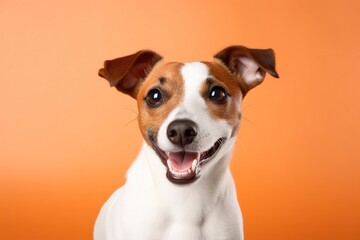 Studio shot capturing dog on vibrant backdrop