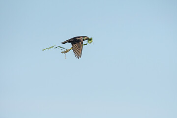 Common Starling (Sturnus vulgaris) carrying nest material. Common Starling flying