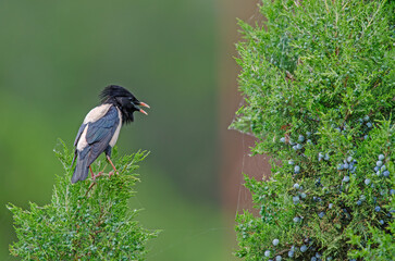 Rosy Starling (Pastor roseus) side view on a branch.