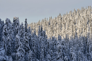 Image from a Sunday hike to the Tjuvaasen Hill and Osthogda Hill, part of the Totenaasen Hills, Norway, in winter.