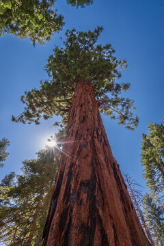Giant backlit sequoia on a sunny blue sky day in Mariposa Grove, Yosemite National Park. © Denis Comeau