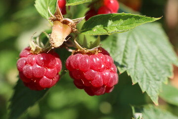 Two ripe raspberries hanging on a bush among green leaves, one raspberry was eaten
