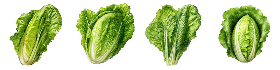 Romaine lettuce Hyperrealistic Highly Detailed Isolated On Transparent Background Png File