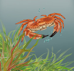 illustration d'un crabe   qui nage dans l'eau limpide avec des algues