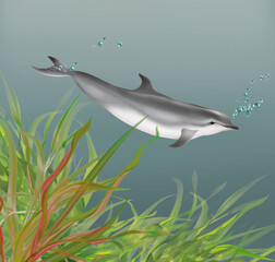 illustration d'un grand dauphin  qui nage dans l'eau limpide avec des algues