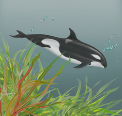 Obraz na płótnie Canvas illustration d'un orque qui nage dans l'eau limpide avec des algues