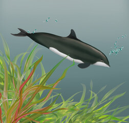 illustration d'un dauphin noir   qui nage dans l'eau limpide avec des algues