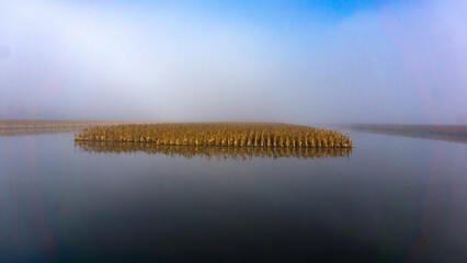 Landscape with a flooded cornfield on a foggy morning with copy-space 