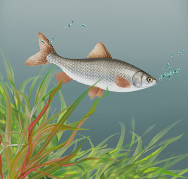 illustration d'un poisson vandoise  qui nage dans l'eau limpide avec des algues