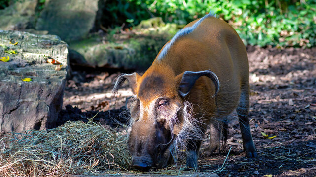 Portrait of an African red river hog eating
