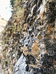 lichen on rock