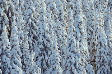 Image from a Sunday hike to the Tjuvaasen Hill and Osthogda Hill, part of the Totenaasen Hills, Norway, in winter.