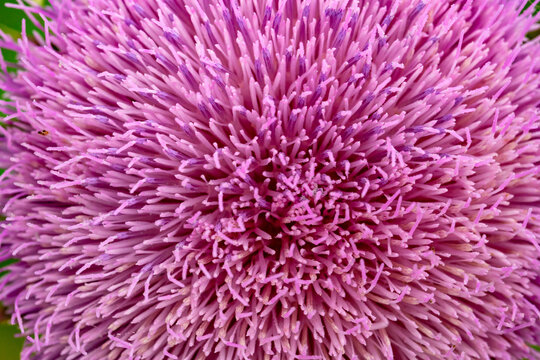 Thistle. Thistle flower close-up. Cárduus.