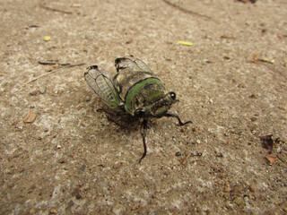 A small cicada on the ground after emerging from its shell