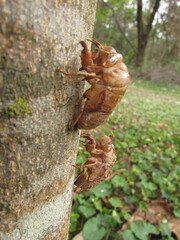 Empty cicada shells clinging to a tree trunk in the forest