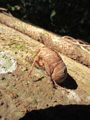 An empty cicada shell clings to a tree trunk in the forest